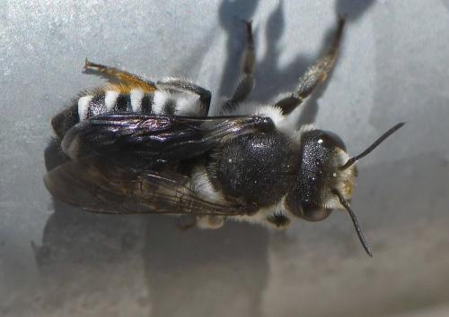 Megachile octosignata